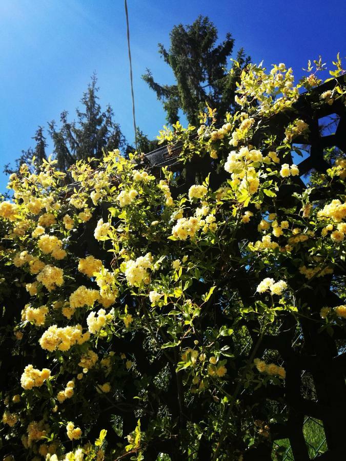 Le Rose Di Mapi Mango
